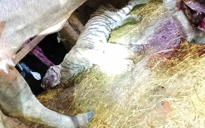 मनहरीमा भैँसीले कसरी मार्यो बाघ ?