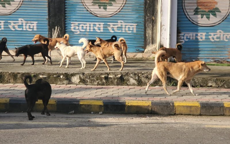 हेटौँडामा बढ्दो छाडा कुकुरको सङ्ख्यामा नियन्त्रण फितलो