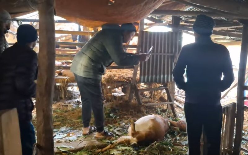 मनहरीमा बाघको डर, हेटौँडामा चितुवा आतंक