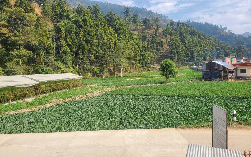 दुध र तरकारीबाट मनग्गे आम्दानी गरीरहेका छन् डुम्रेकुनाका किसानहरु