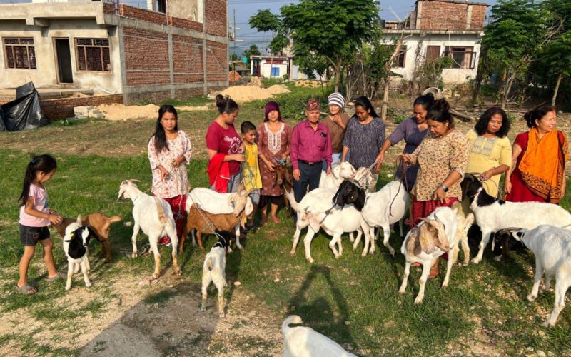 हेटौंडा–८ मा उधमी महिला कृषक समूहलाई उन्नत जातको बाख्रा वितरण