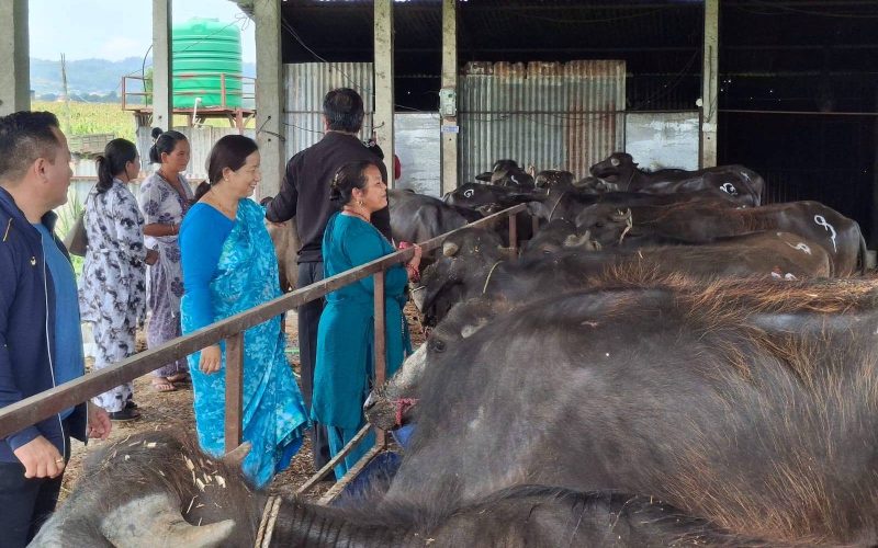 हेटौंडा–१५ मा  २५ किसानलाई पाडापाडी वितरण