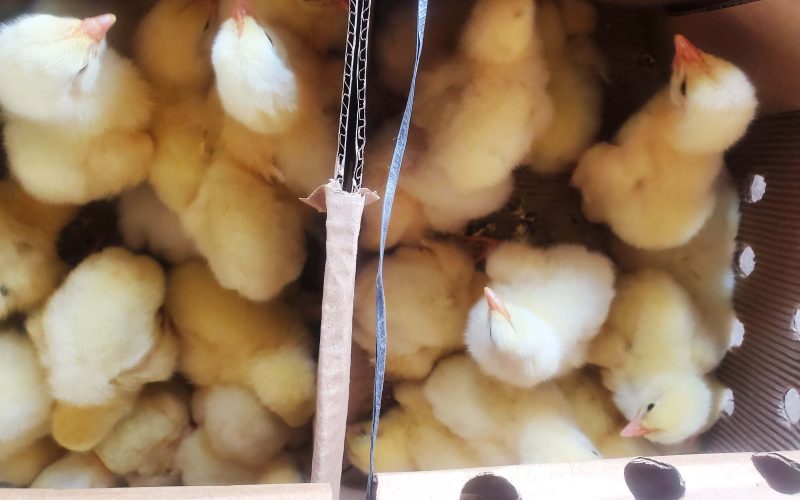 हेटौँडाका पुडासैनीद्वारा कुखुराको चल्ला वितरण