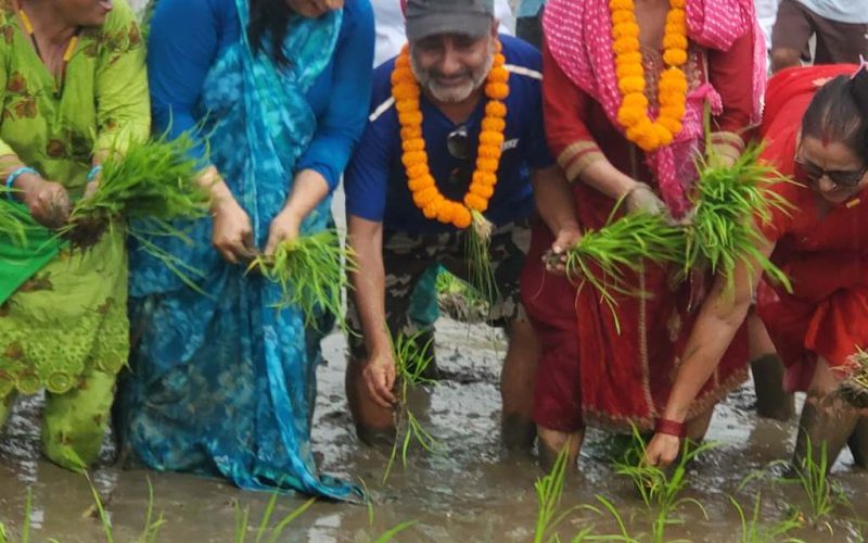 हर्के हवल्दारले हेटौँडामा रोपे धान