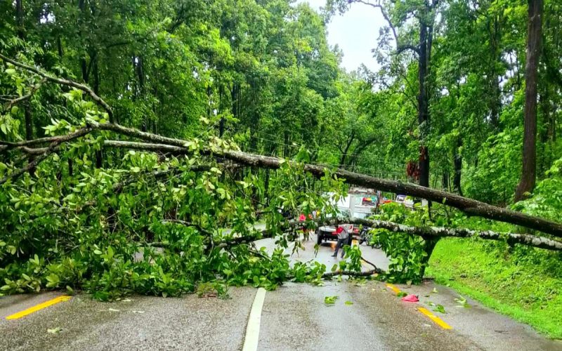 हेटौँडामा सडकमा रुख ढल्दा भारतीय मोटरसाइकल चालक घाइते