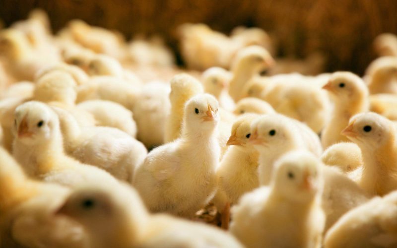 हेटौंडाका पुडासैनीले मदत गरे ८० घरधुरीलाई ५६० वटा चल्ला