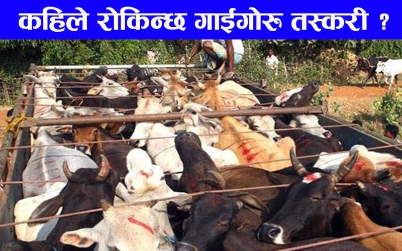 गाईगोरु तस्करी नियन्त्रण माग