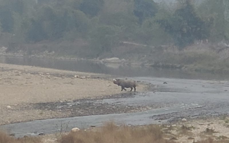 हेटौंडा–१२ मा गैँडा