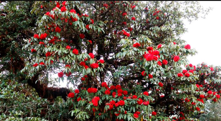 दामन–सिमभञ्ज्याङमा ढकमक्क लालीगुराँस