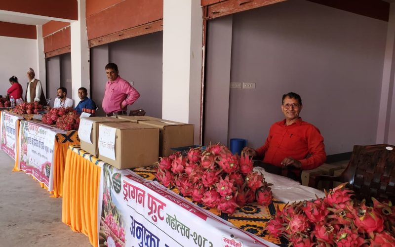 हेटौँडामा पहिलो पटक ड्रागन फ्रुट महोत्सव